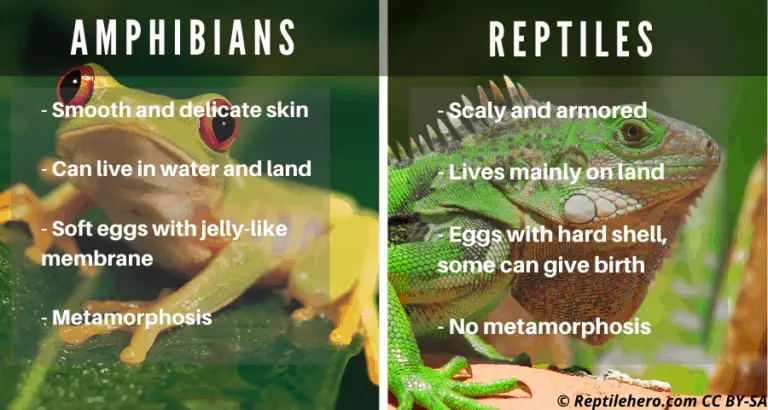 Are Frogs Reptiles? All You Need To Know - Reptile Hero