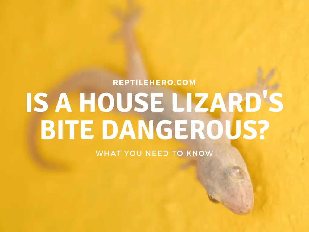 Is House Lizard’s Bite Dangerous? [and What To Do] Reptile Hero