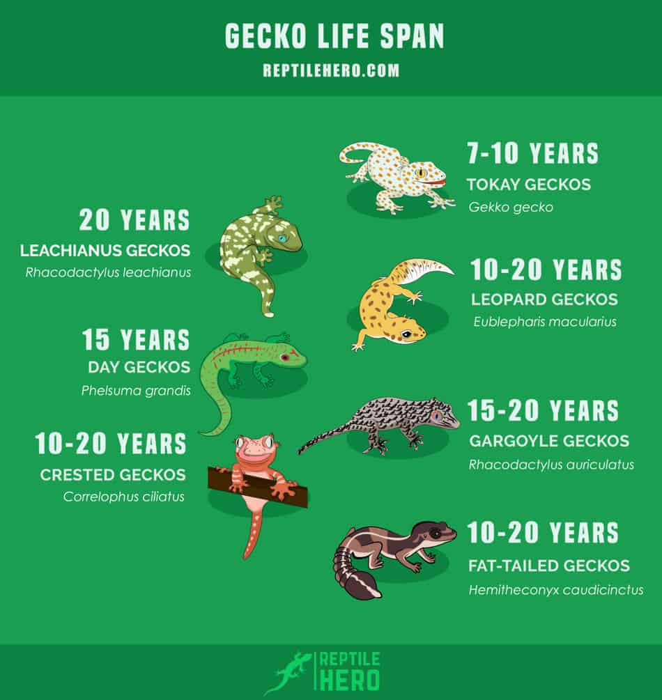 How Long Do Geckos Live? (Records, Stages, And More) Reptile Hero