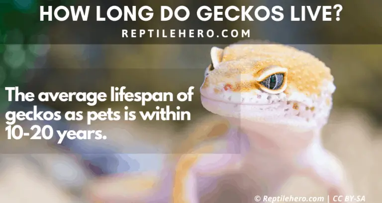 How Long Do Geckos Live? (Records, Stages, And More) - Reptile Hero