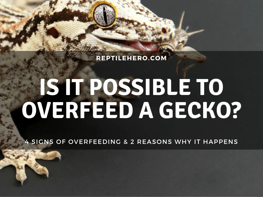 Is It Possible To Overfeed A Gecko? [4 Signs] - Reptile Hero