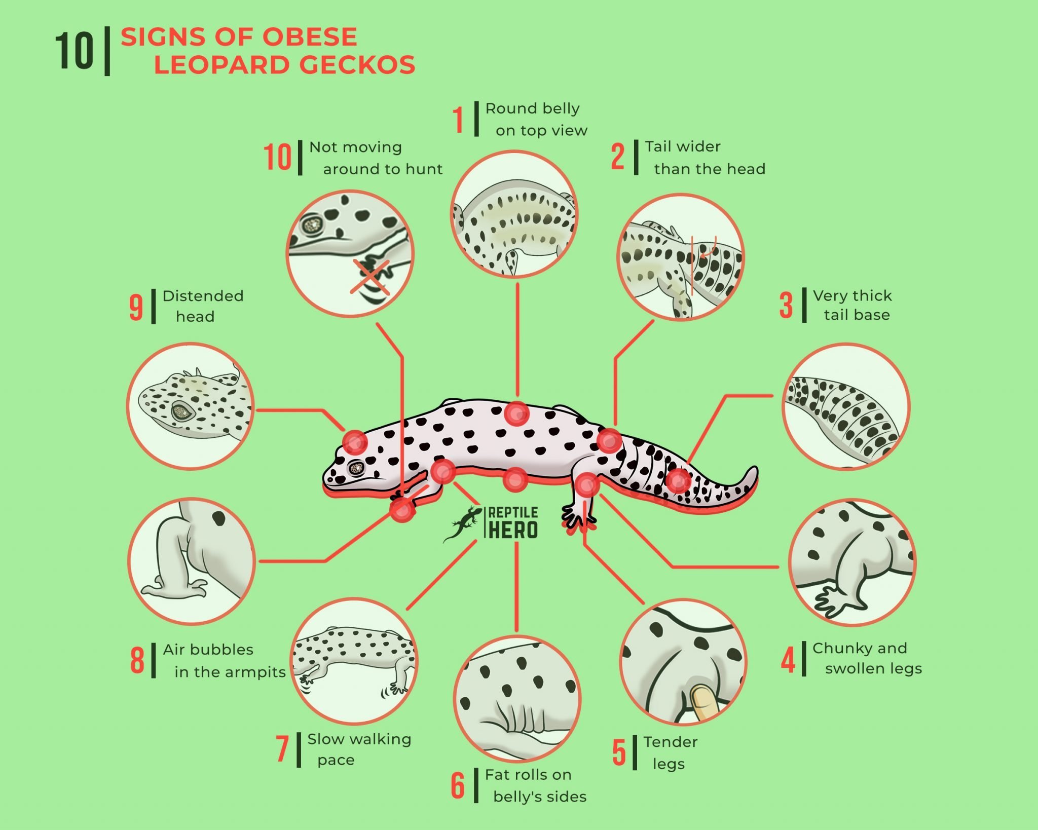 Is Your Leopard Gecko Fat? 10 Signs [Infographic And Tables] Reptile Hero