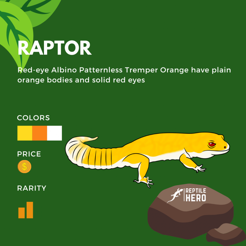 Leopard Gecko Morphs 101 [Rarity, Price, And Color] - Reptile Hero
