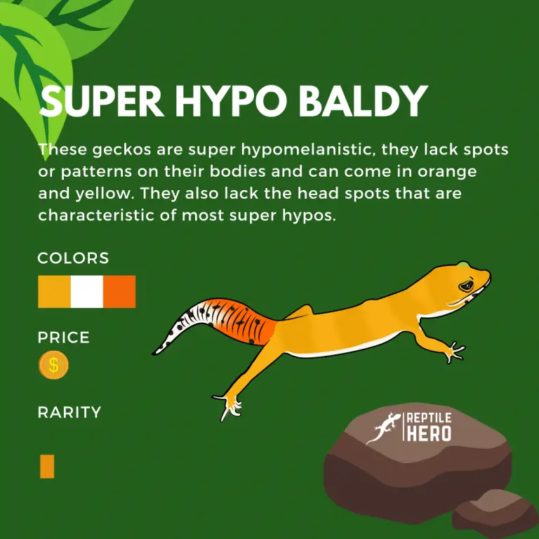 Leopard Gecko Morphs 101 [Rarity, Price, And Color] - Reptile Hero