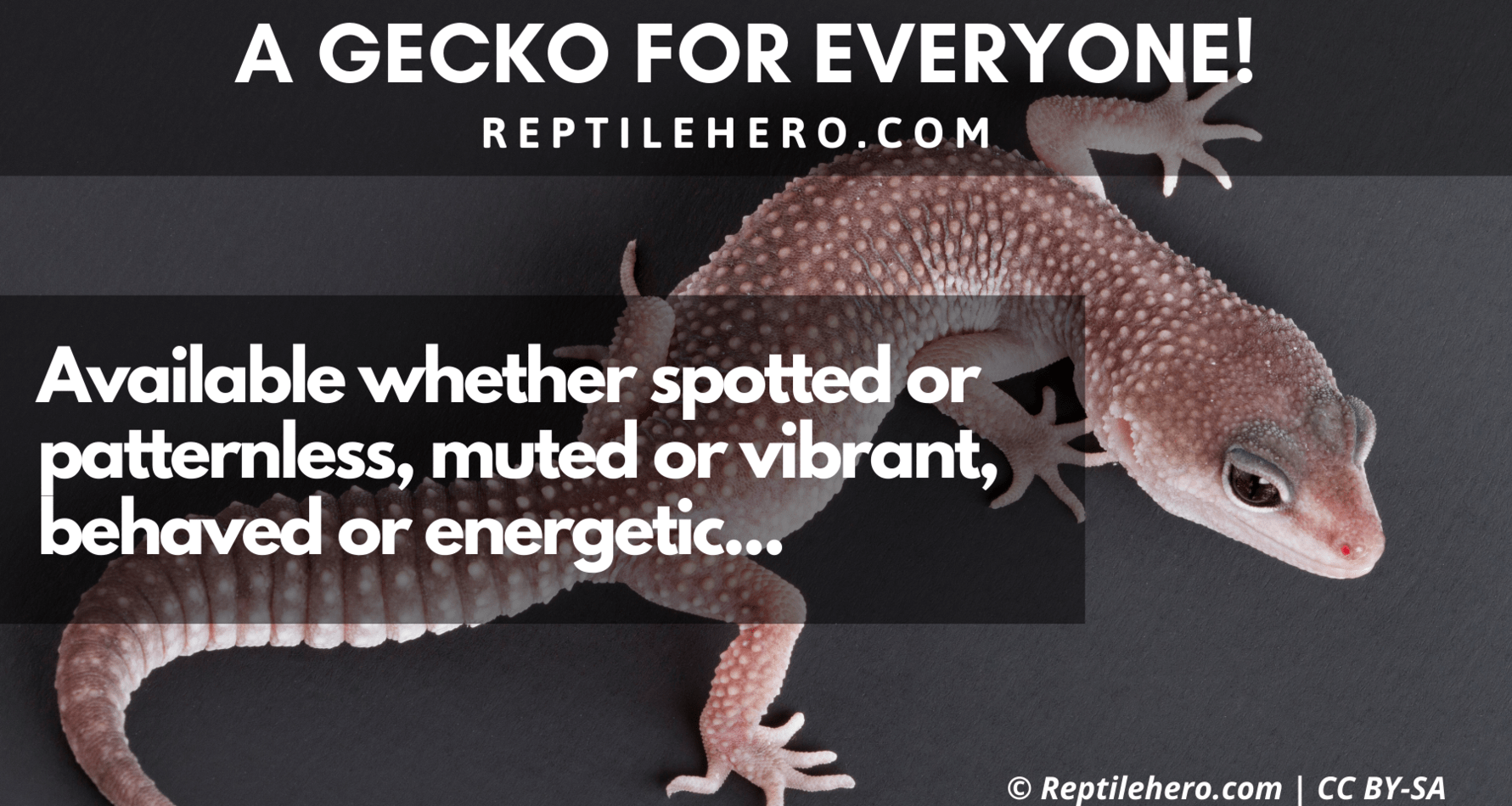 14 Reasons For Having A Gecko [+7 More That Your Child Will Love ...