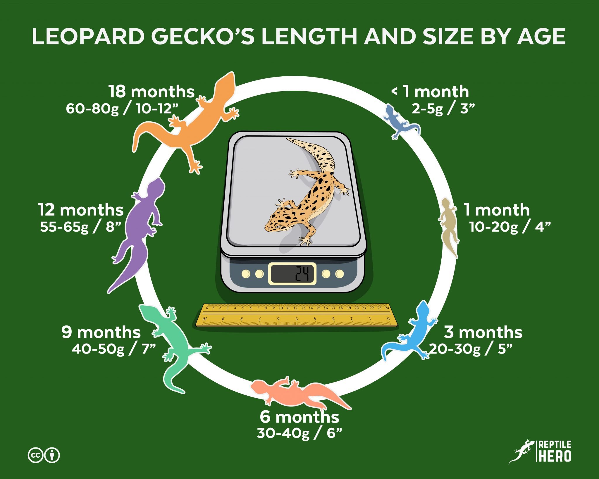 Is Your Leopard Gecko Fat? 10 Signs [Infographic And Tables] Reptile Hero